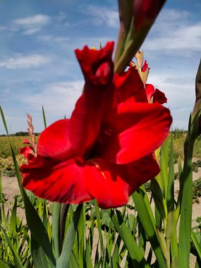 Bahçedeki güzel laleler