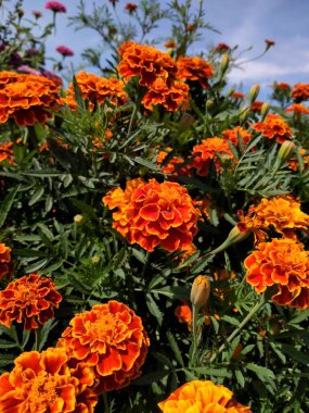 Bahçedeki güzel çiçekler