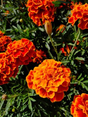 yeşil çimlerin üzerinde portakal çiçekleri