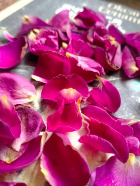 Pembe gül yapraklarını kapatın.