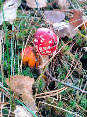 Ormanda kırmızı ve kırmızı mantarlar