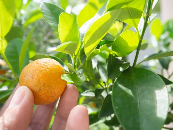 Close up of gardener hand holding an orange and checking quality of orange in the oranges field garden in the morning time. An orange grow on tree