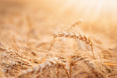 Parlak olgun çavdar viskilerinin batan güneşe karşı yakın çekimi. Renkli olgun tahıl vuruşu hasat edilmeye hazır.