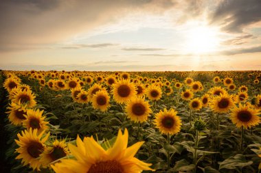 Gün batımında ayçiçeği tarlaları. Altın ayçiçekleri başlarını doğuya çevirip ertesi gün güneşin doğuşunu bekliyorlar.