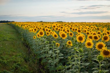Akşamları açan ayçiçeği tarlasının kenarında.