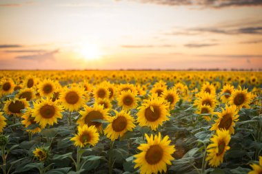 Gün batımında açan ayçiçeklerinin muhteşem doğal manzarası