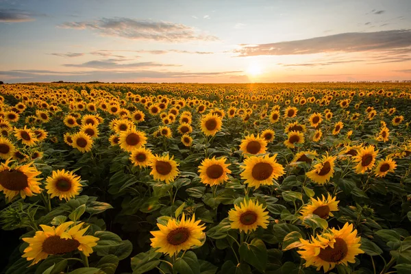 Yazın ayçiçekleri. Sarı ayçiçekleri akşam güneşine karşı açıyor.