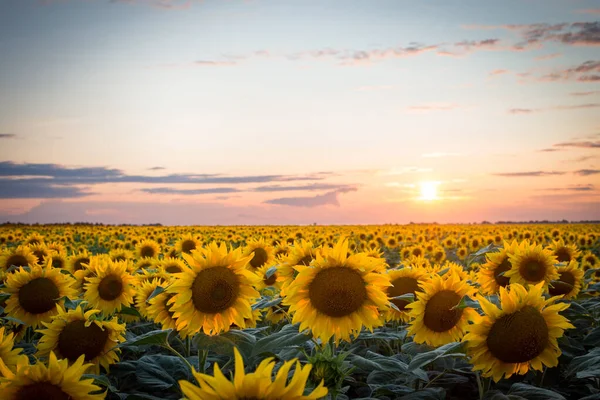 Bitmek bilmeyen ayçiçeği tarlası. Arkasında batan güneş var.