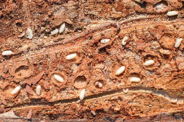 Ağaç kabuğunun altında bir sürü küçük beyaz böcek var. Çam ağacının hasarlı kütükleri