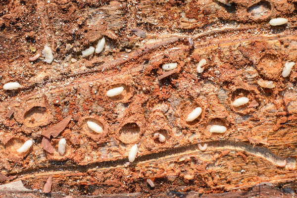 Many small white bugs under the bark of tree. Damaged logs of pine tree