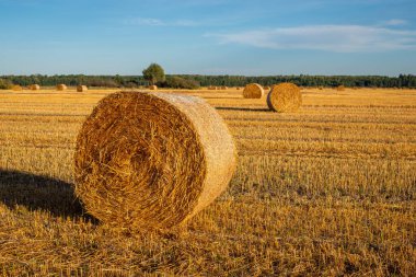Yaz mevsiminde çiftlikte güneşli bir havada altın renkli tarlada olgunlaşmış buğday yığını. Tarım, hasat, mevsim.