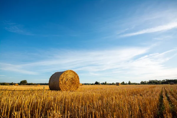 Hasattan sonra eylül başında manzara. Altın saman balyaları, üzerinde beyaz bulutlar olan mavi gökyüzü..