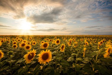 Altın ayçiçeği tarlada ve güneş arka planda batıyor.