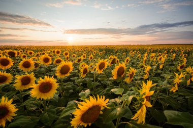 Kırsalda bitmeyen ayçiçeği tarlası. Ayçiçekleri üzerinde görkemli bir akşam