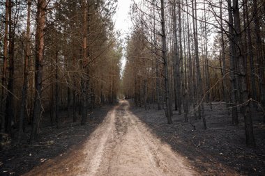Yangından sonra yanan bir kara ormandan geçen orman yolu.