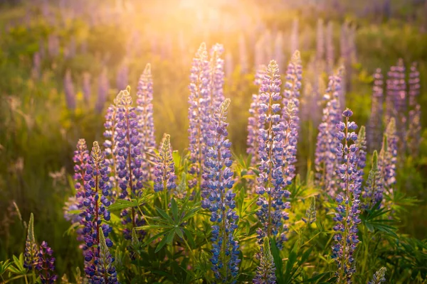 Yaz Günbatımında Romantik Büyüleyici Lupinler Mavi Menekşe Çiçekleri Yukarıdan Gelen — Stok fotoğraf