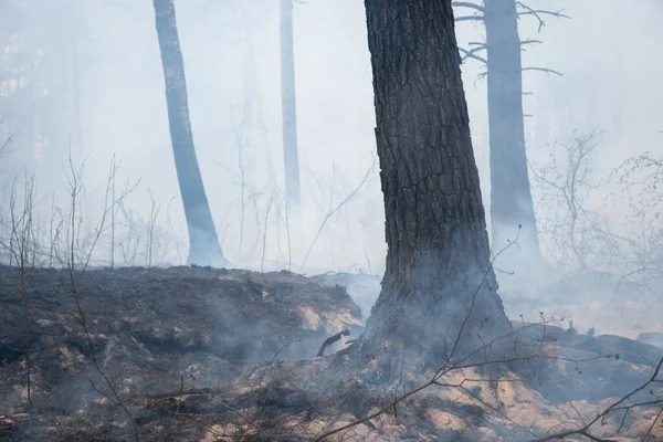 Лісова Пожежа Болоті Палаючі Дерева Трава Коріння Дерев Великою Кількістю — стокове фото