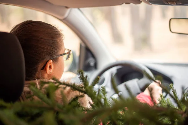 Back view of young woman driving car on a frosty winter day. Preparing for christmas before holidays, winter shopping, buying the fir-tree.