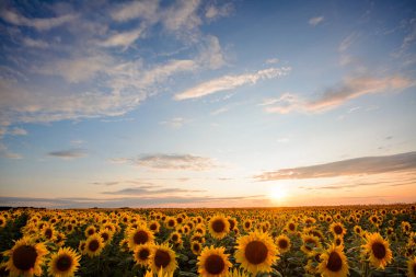 Akşamları bulutlu güzel gökyüzü olan ayçiçeği tarlası.