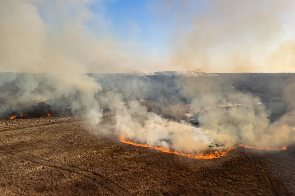 Wild fire burning everything on its way: grass, trees, bushes. Dangerous wildfire in field