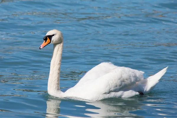 Wilde Witte Zwaan Zwemt Alleen Meer Met Zijn Reflectie Blauw — Stockfoto