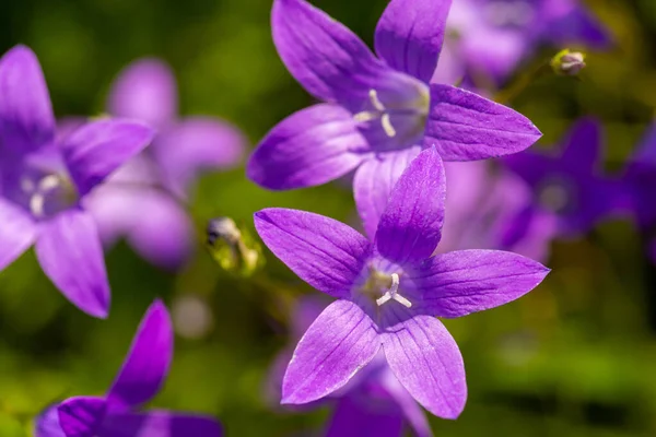 Крупный План Колокольчиков Поле Яркие Фиолетовые Цветы Лугу — стоковое фото
