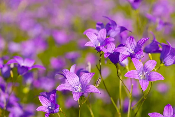 Fondo Vibrante Flores Violeta Campana Salvaje Fild Foto Brillante Flores — Foto de Stock