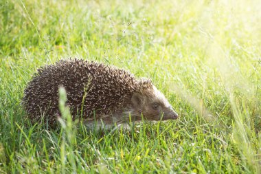  Günbatımında çimlerde kirpi