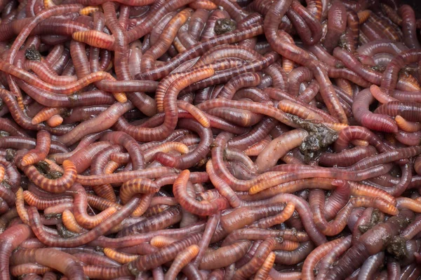 Rote Würmer Einer Dose — Stockfoto