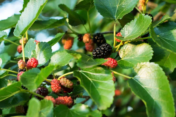 Mulberry Tree Branch Green Red Ripe Berries Evening — Stockfoto