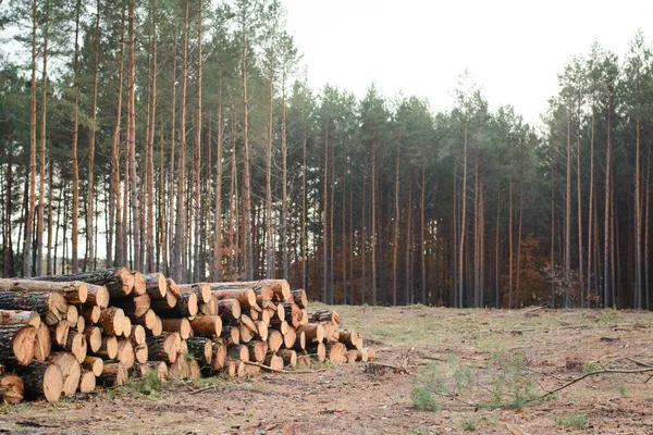 Στοίβα Κορμών Στο Δάσος Κοντά Στο Πευκοδάσος Στην Ουκρανία — Φωτογραφία Αρχείου