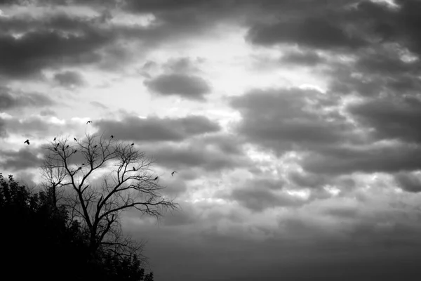 Det Vissna Trädet Med Fåglar Bakgrunden Vacker Dramatisk Himmel Med — Stockfoto
