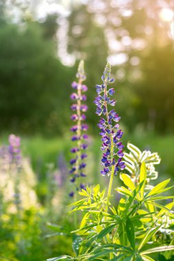 Lupin 'in mavi ve mor çiçekleri gün batımında tarlada.
