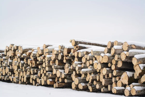 Pile of deforested poplars in winter. Logs of trees for sale