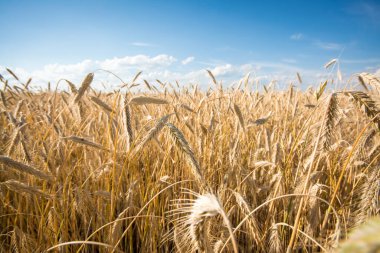 Gün batımında olgun çavdar manzarası 