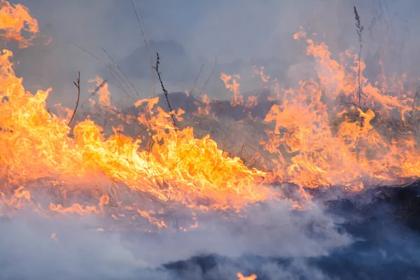 Лісова Пожежа Поширюється Полю Сухої Трави Спалює Своєму Шляху Екологічна — стокове фото