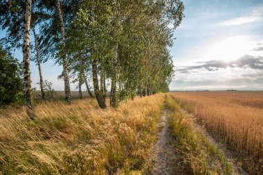 Çavdar tarlasının yanında yetişen huş ağaçları ve arka planda güneş batıyor.