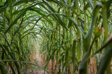 Mısır tarlalarının içinde