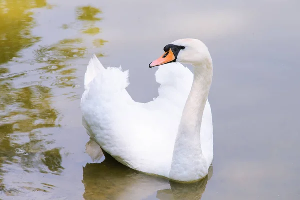 Beautiful Gorgeous Swan Lake — Stockfoto