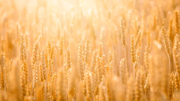 Panoramic Picture Ripe Wheat Grain Bright Day Light Field — ストック写真