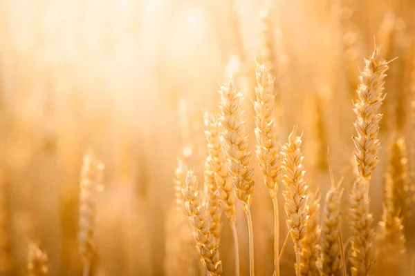 Close Picture Ripe Golden Wheat Bright Evening Light Field — ストック写真