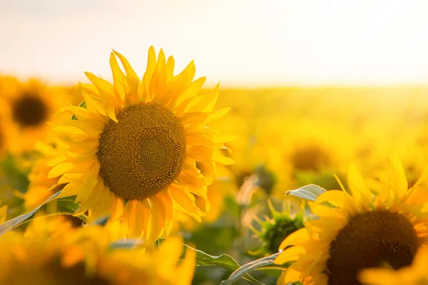 Sunflower Field One Tall Plant Higher Other Ones Beautiful Landscape — Foto de Stock