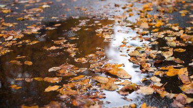 Asfaltta büyük kirli yağmur suyu birikintisi içinde sarı ve turuncu yapraklar var. Sonbahar, sonbahar, gri hava.