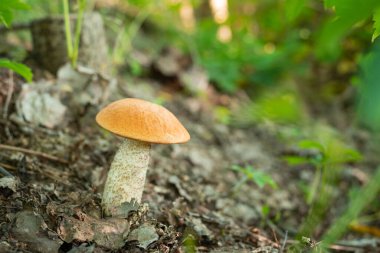 Ormandaki güzel turuncu başlıklı boletus, arka planda eski yaprakların yaprakları ve yeşil bitkilerin yaprakları..