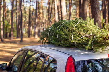 Grey car in the forest on a frosty sunny day, green christmas tree tied with a rope on the top of it. Transportation of the main new year symbol.