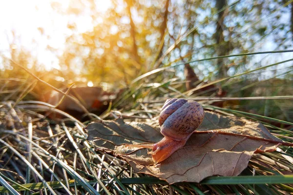 Small Brown Snail Dried Autumn Leaf — Photo