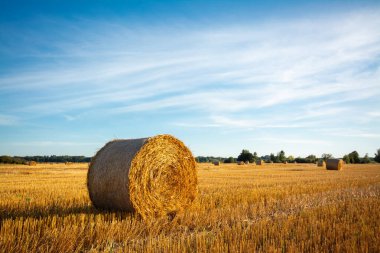 Tarımsal alandaki saman balyalarının akşam manzarası. Kırsal alan