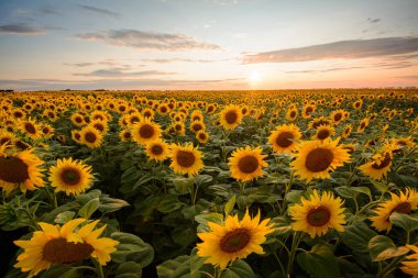 Fine yellow sunflowers under colorful sky during sunset. Picturesque summer landscape in the countryside.