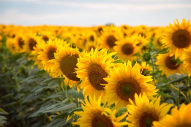 Yazın parlak sarı ayçiçekleri. Öğleden sonra güneşin altında altın çiçeklerin güzelliği.
