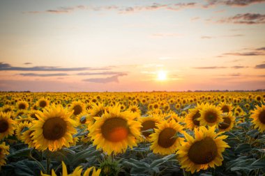 Gül günbatımında ayçiçeği tarlası. Güzel çiçekler, üzerlerinde güneş parıldıyor, renkli gökyüzü, ufukta güneş var..